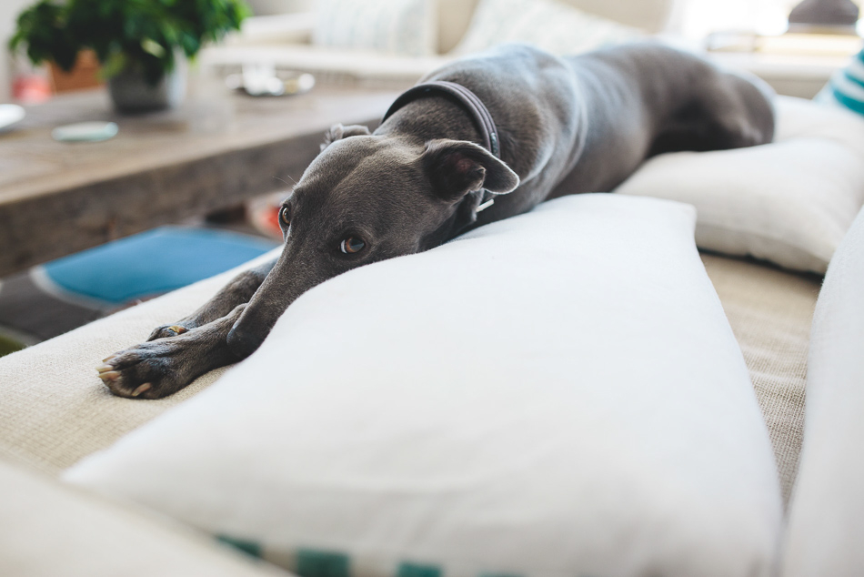 Dog relaxing on the sofa