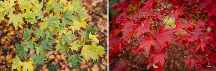 westonbirt-leaves.jpg